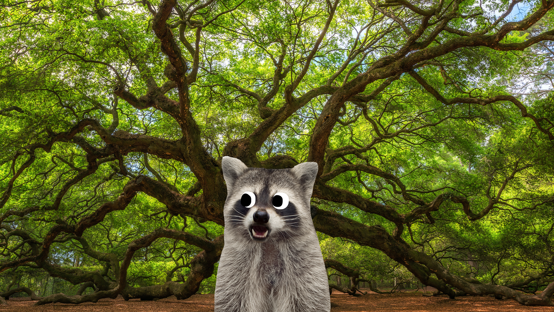 Oak tree with Beano raccoon 