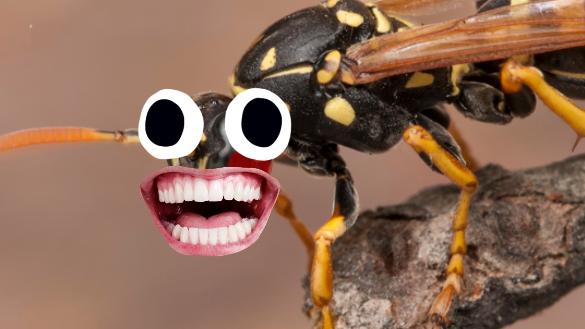 A wasp with a huge grin