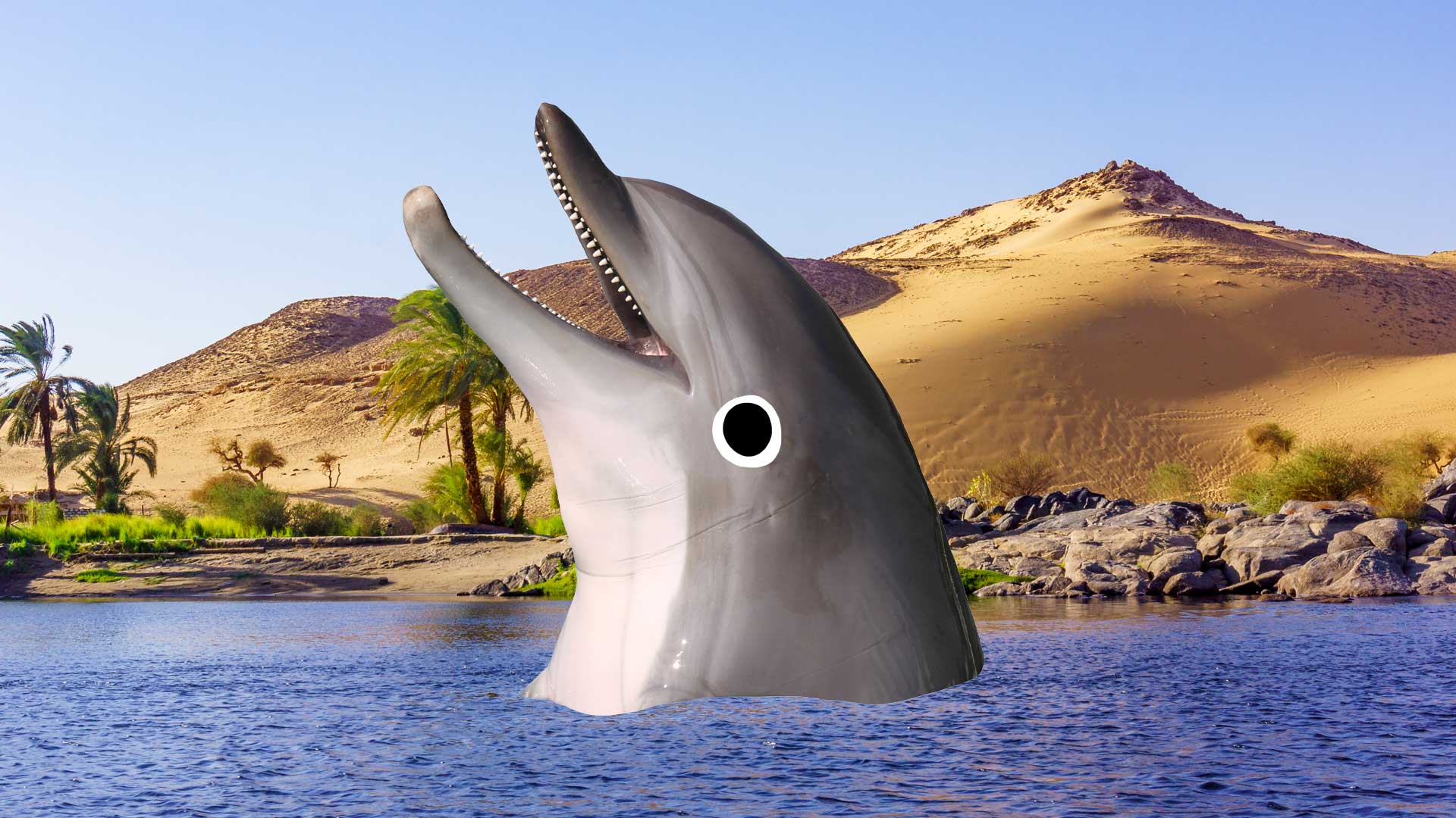 A dolphin in the Nile river