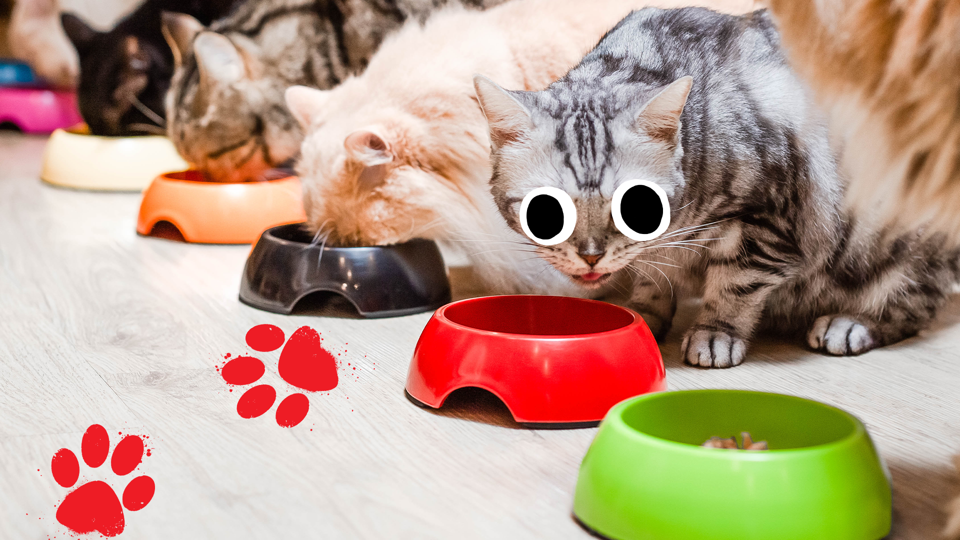 A group of cats eat from a variety of bowls