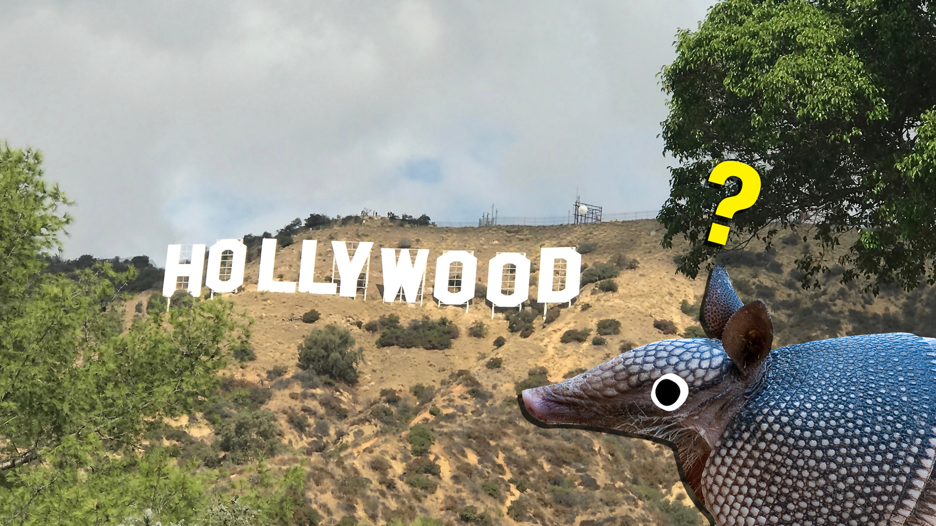 An armadillo looks at the Hollywood sign in Los Angeles