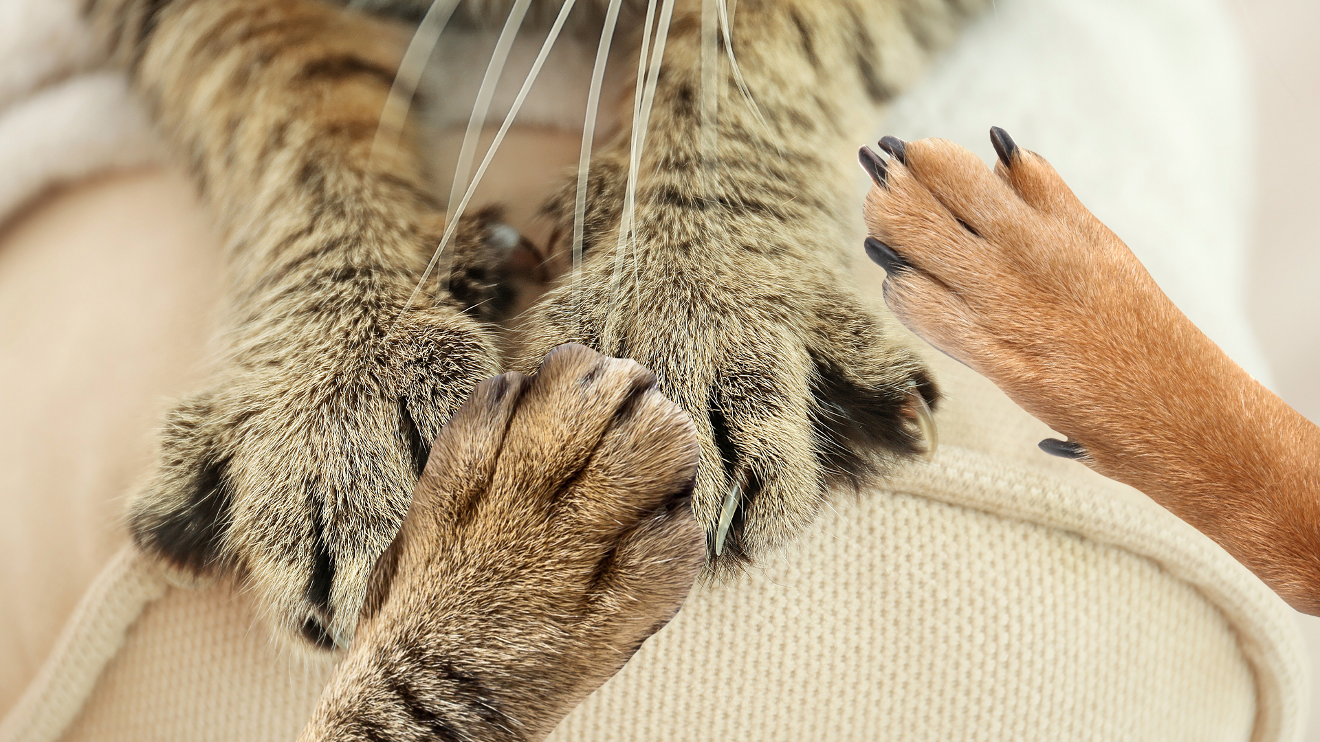 This is an image of cat's paws