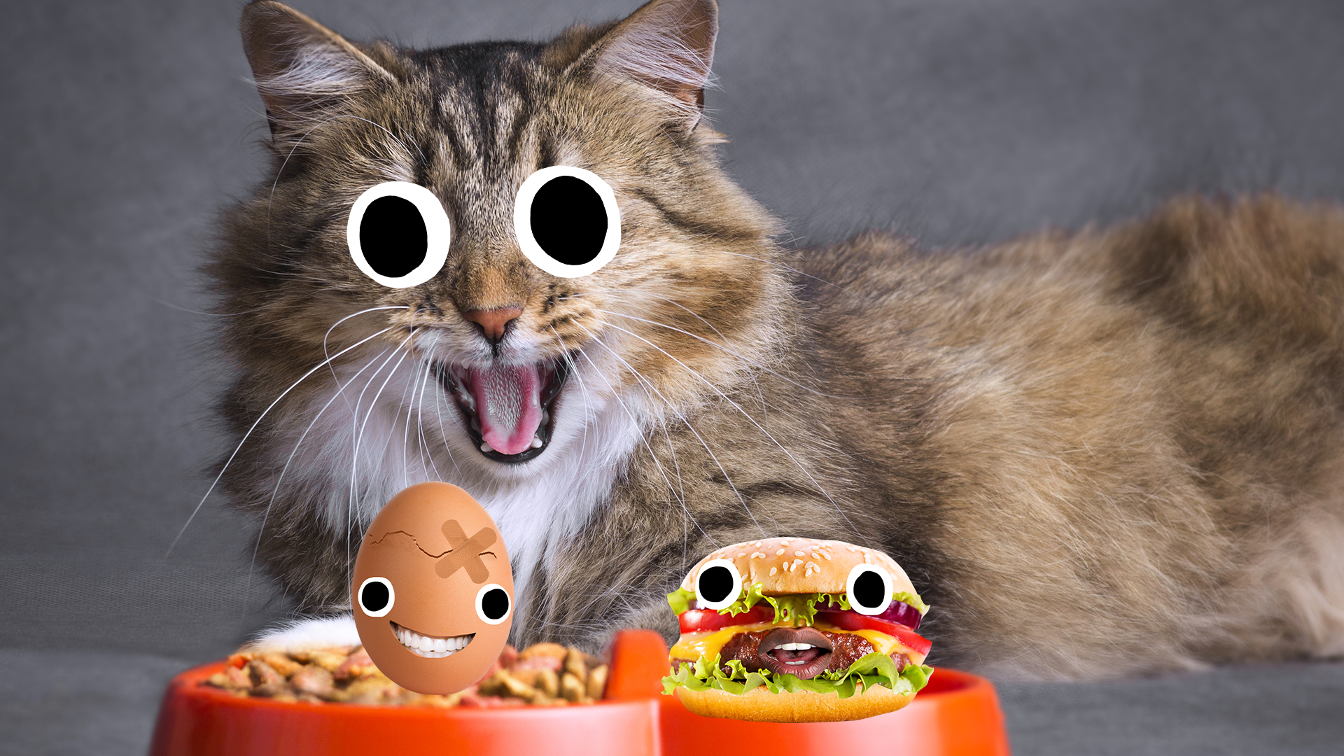 A cat with a bowl of cat food, an egg and a burger
