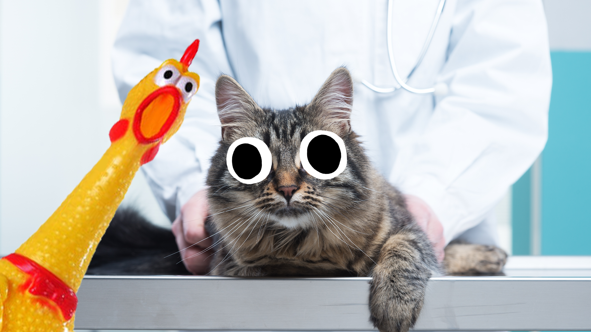 A cat getting a check-up at the vet, while a rubber chicken looks on