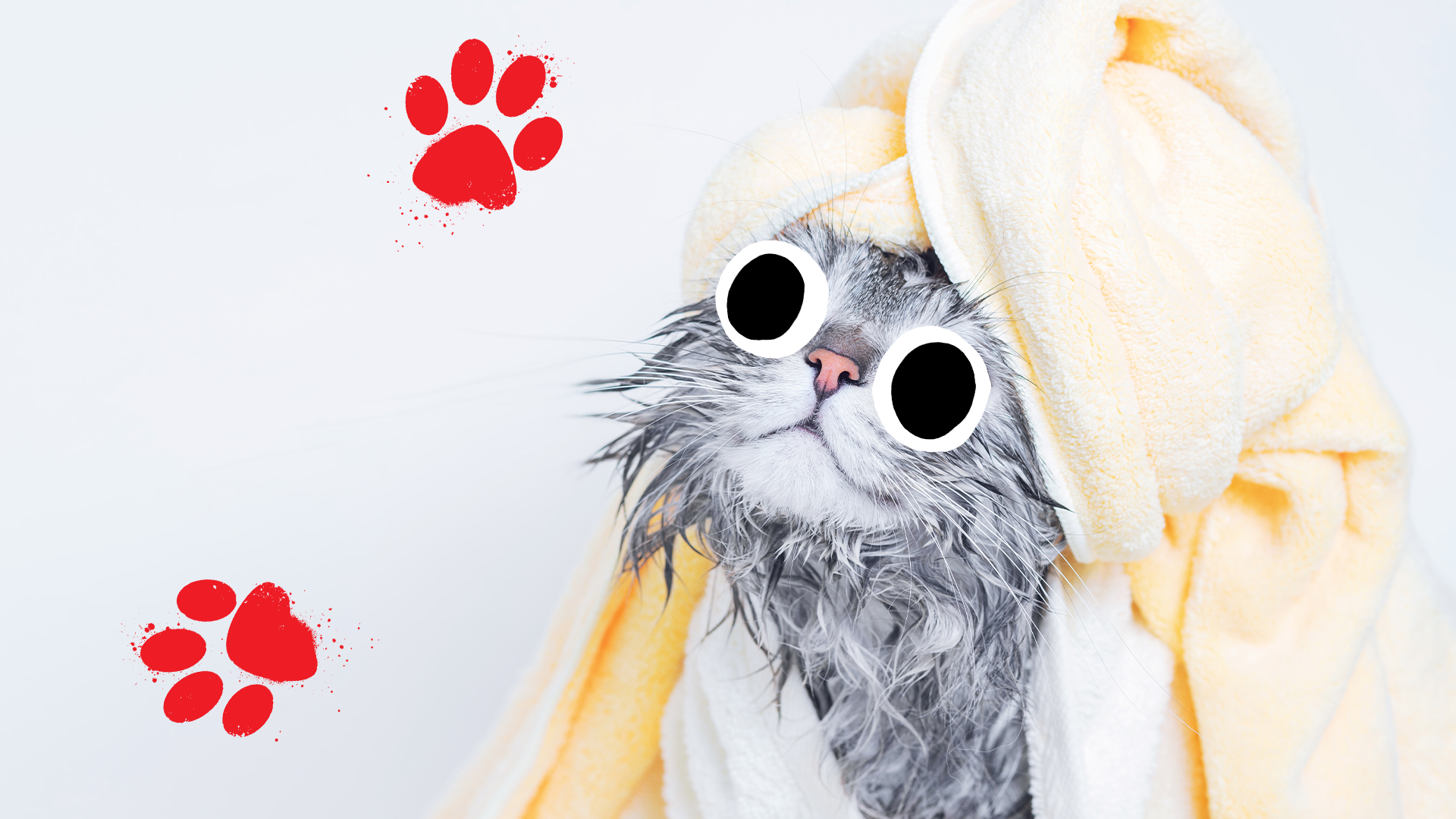 A cat wrapped in towels after a luxurious bath
