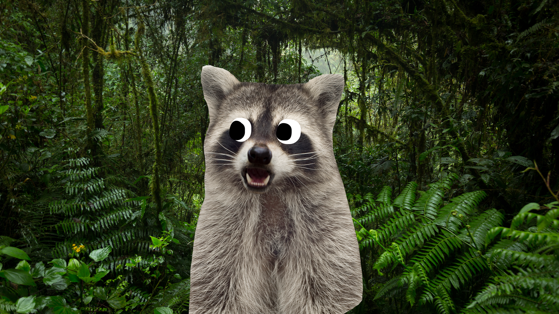 A racoon lost in a forest 