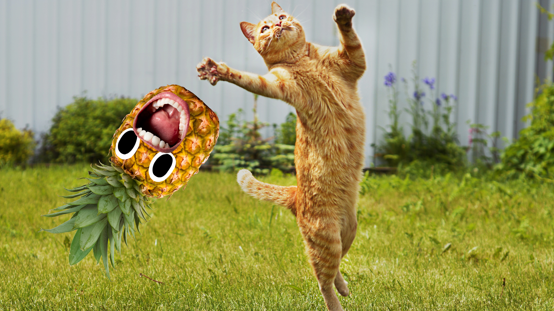 A cat leaps to stop a flying pineapple