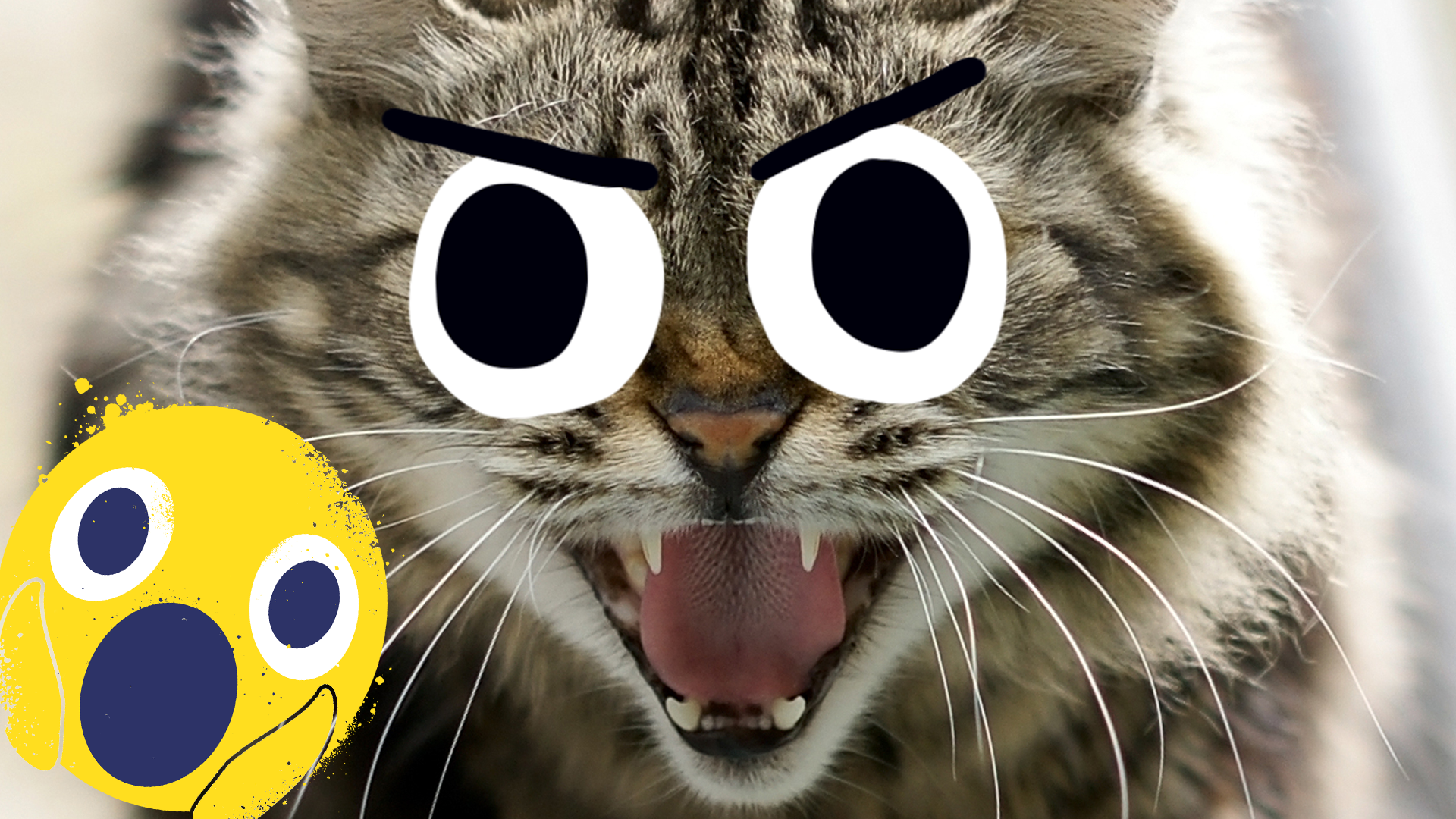 A cat hissing at a shocked emoji