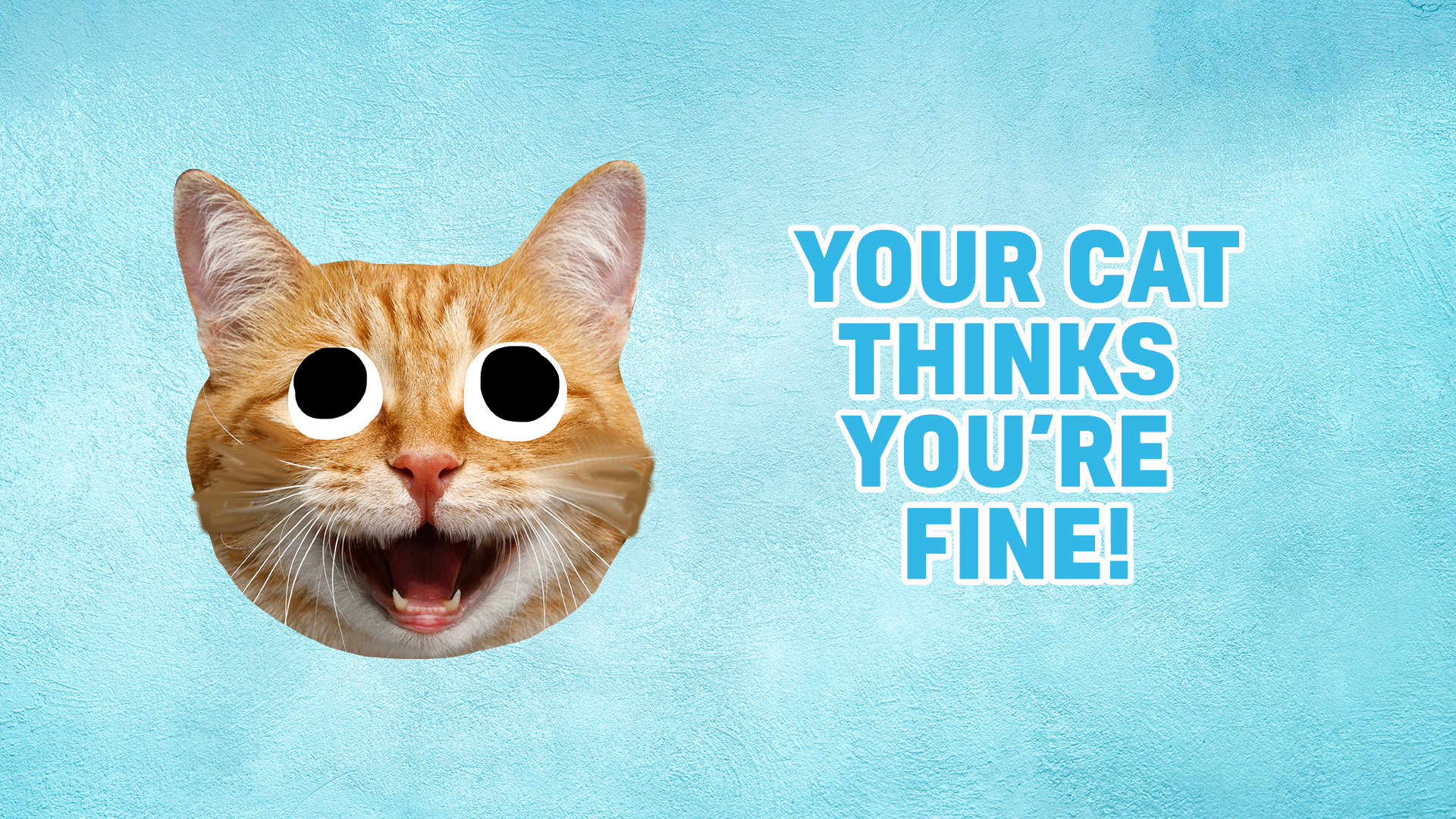 Result: Your cat thinks you're fine!
