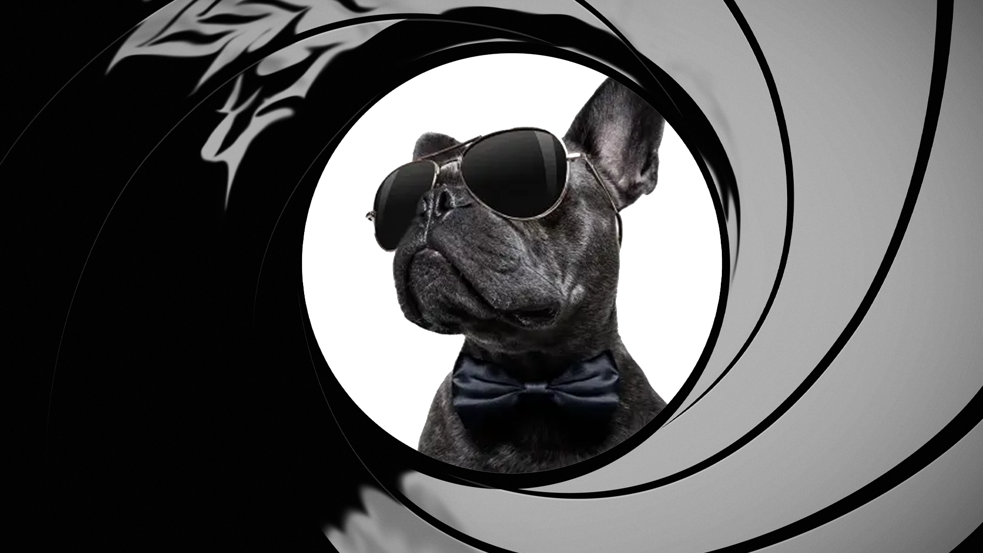 A spy dog in sunglasses and bowtie