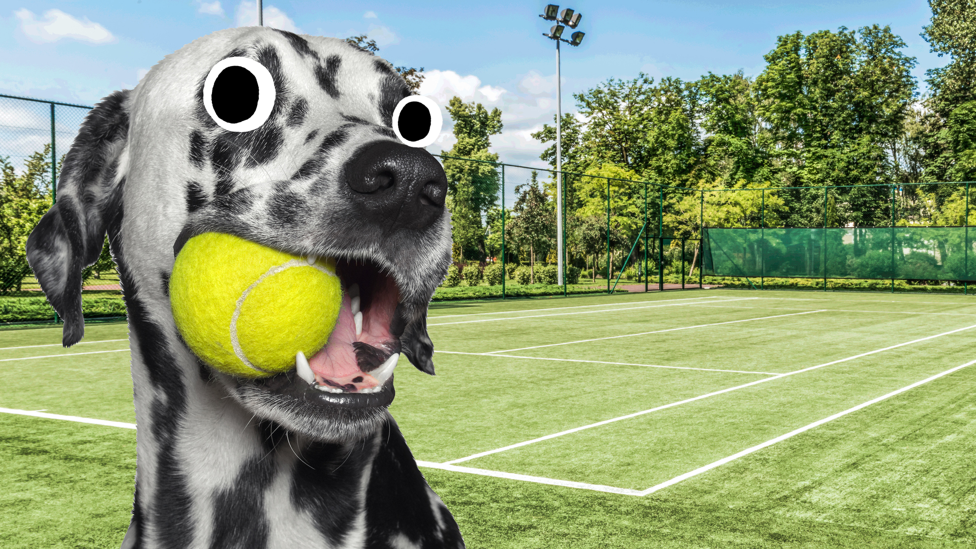 A dog holding a tennis ball in its mouth