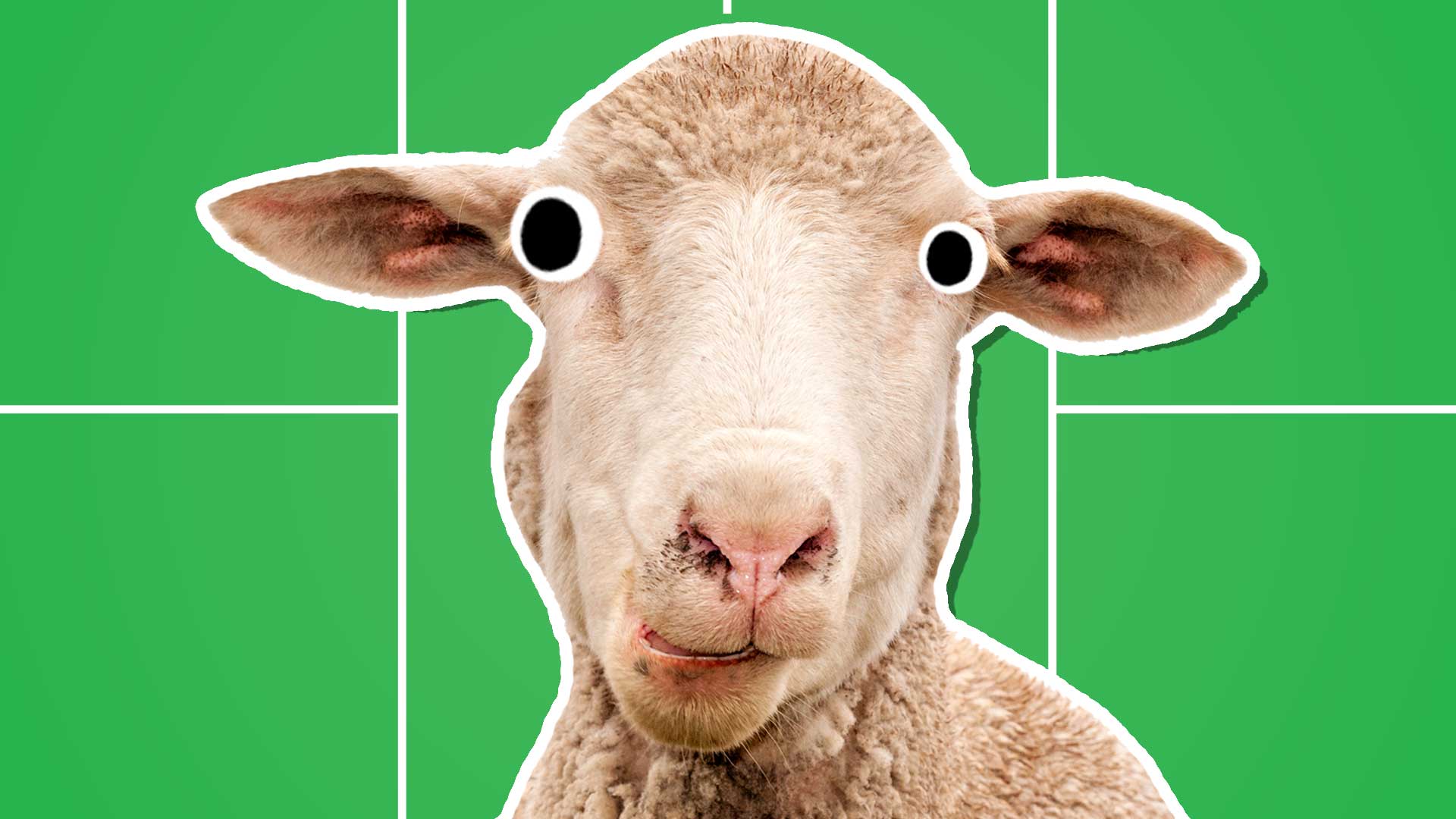 A sheep on a badminton court