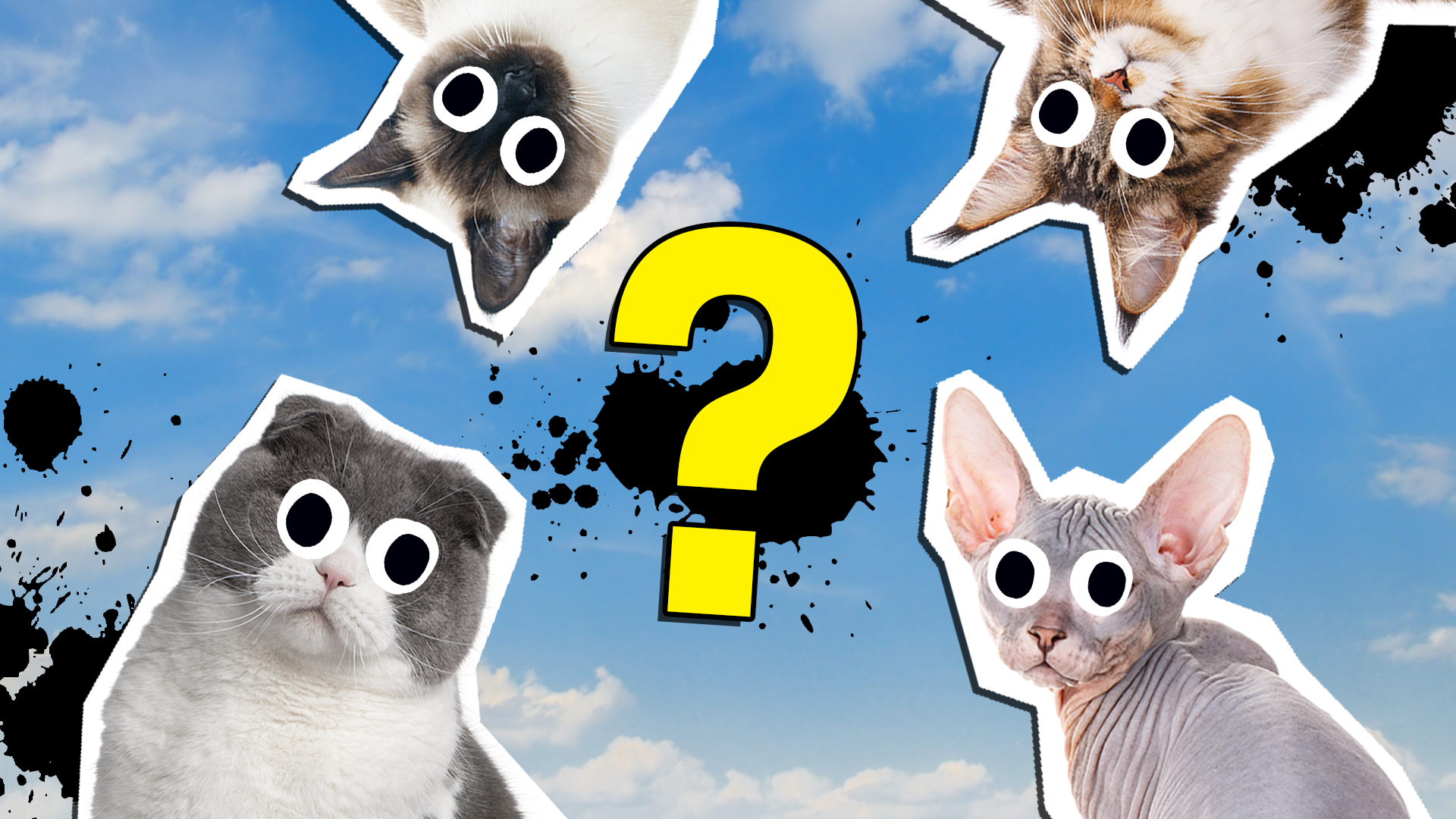 Popular Cat Meme Quizzes