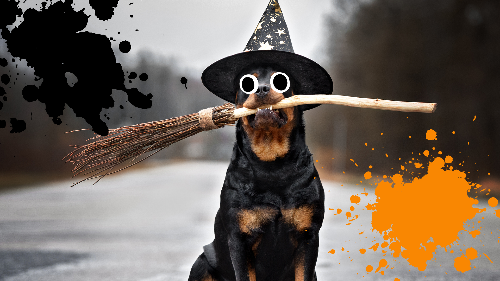Dog dressed as witch holding broomstick in teeth with splats