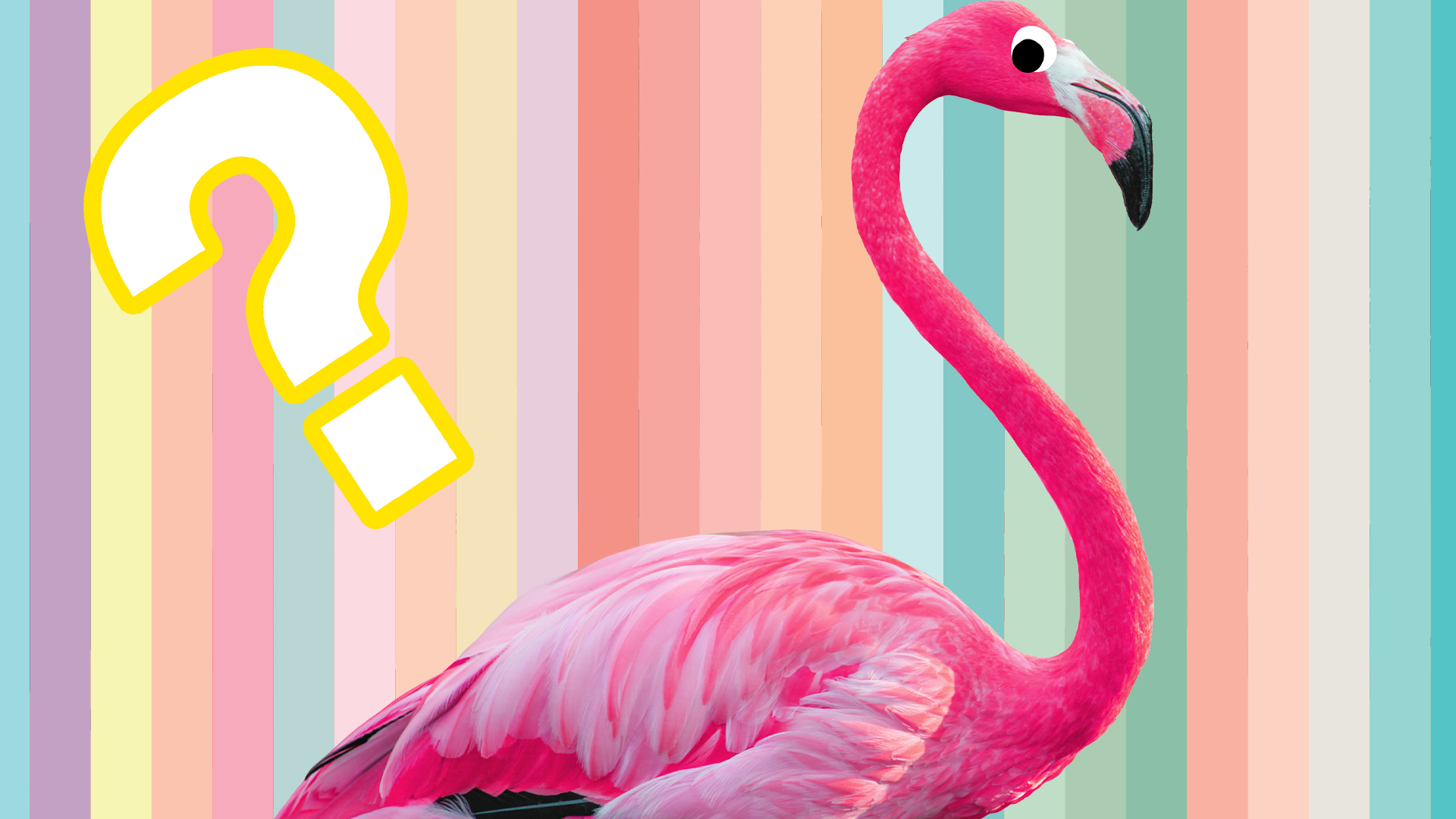 A flamingo and question mark on rainbow background