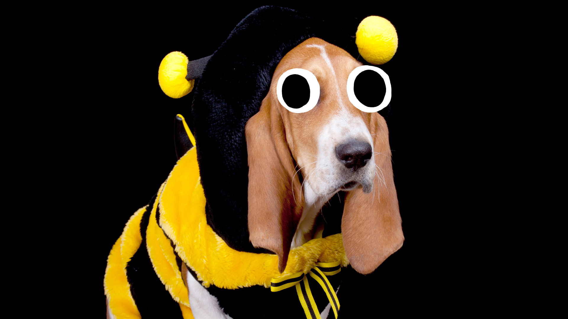Dog in bee costume on black background 