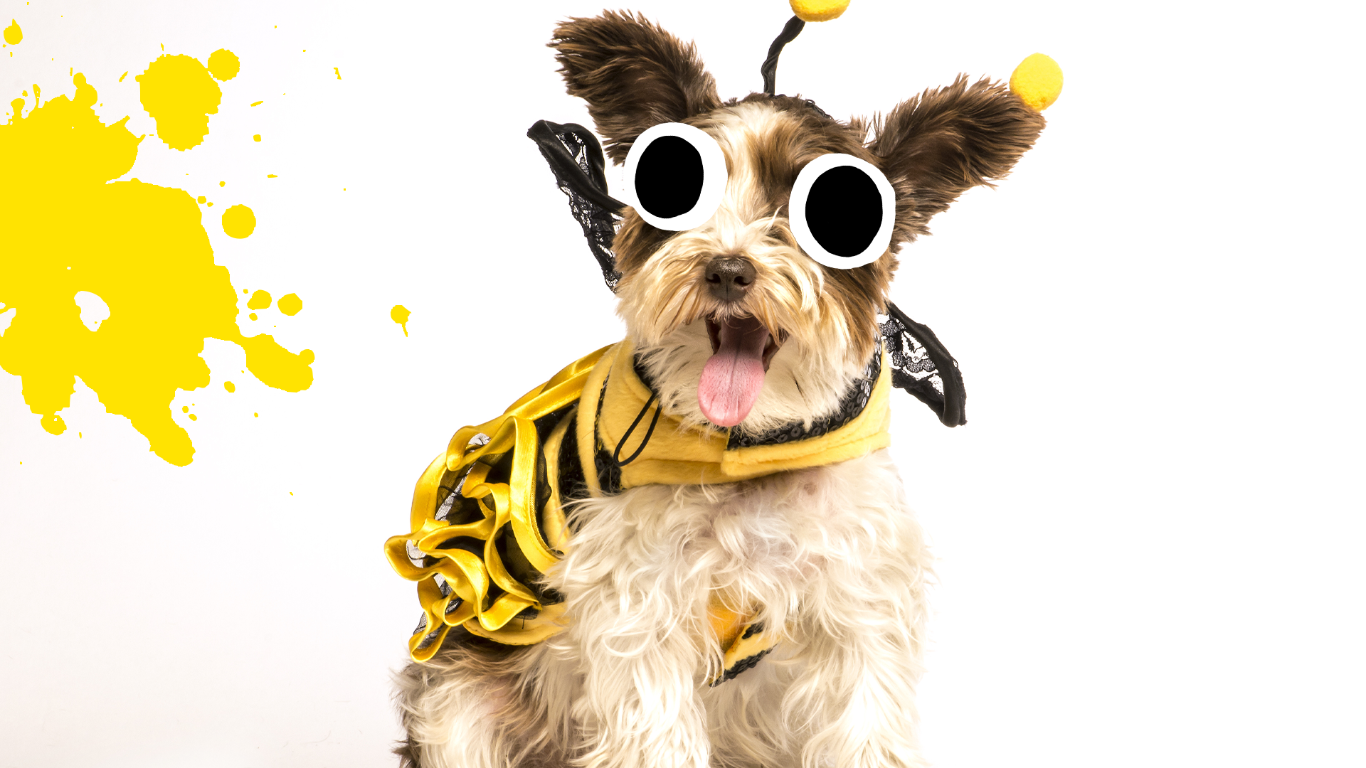 Happy dog in bee costume on white background