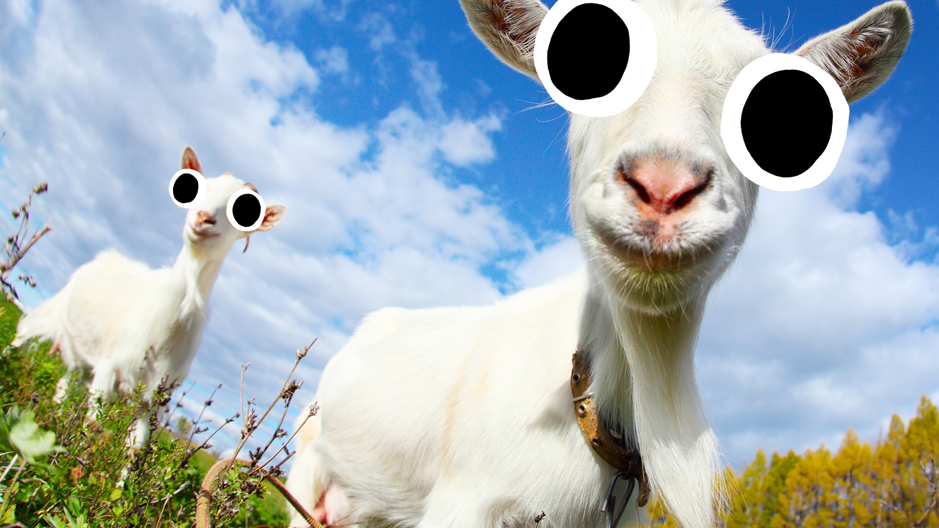 Goats in field with googly eyes