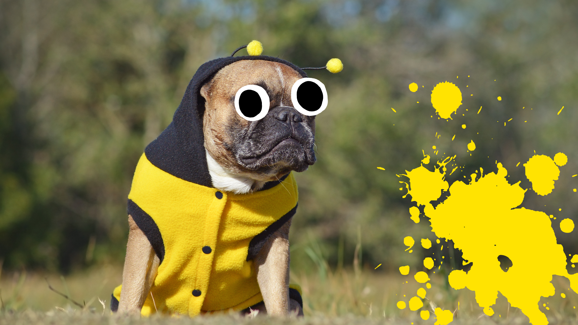 Dog in bee costume on grass with yellow splat 