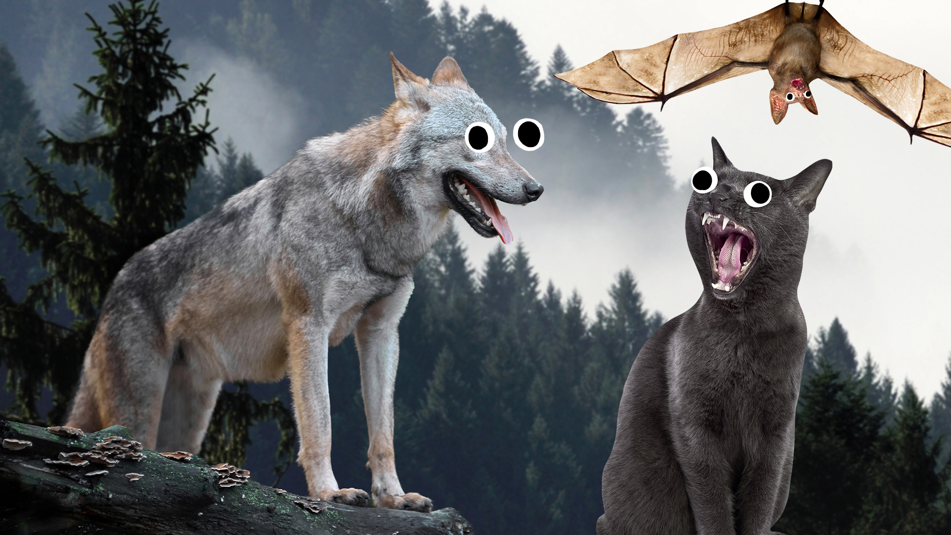 Wolf, bat and cat in forest with goofy eyes