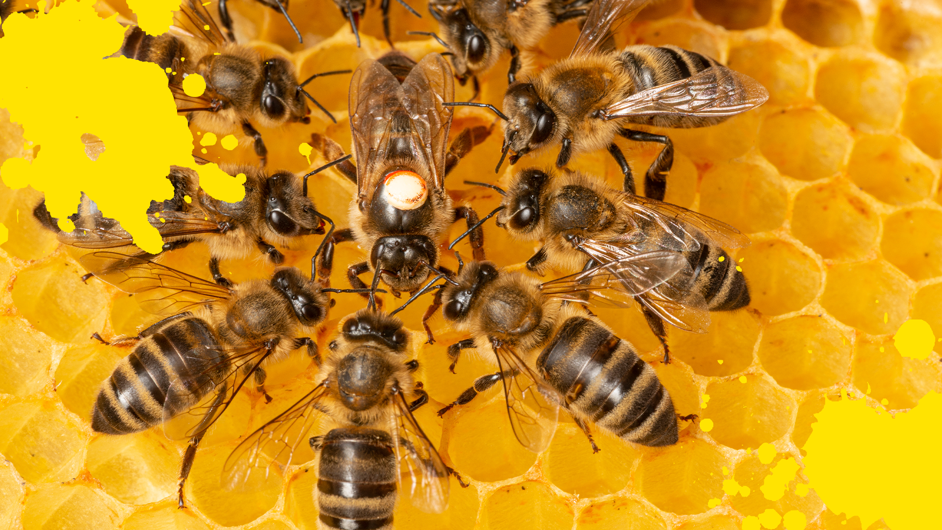Some bees together on a honeycomb and yellow splats