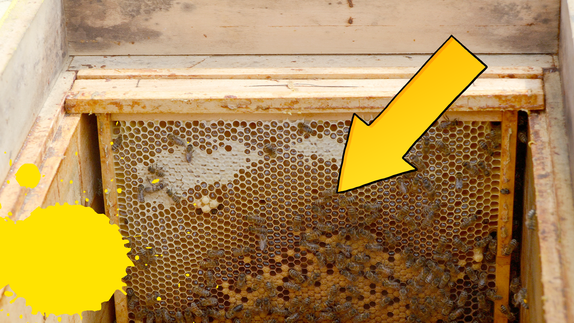 Arrow pointing to beehive with yellow splats