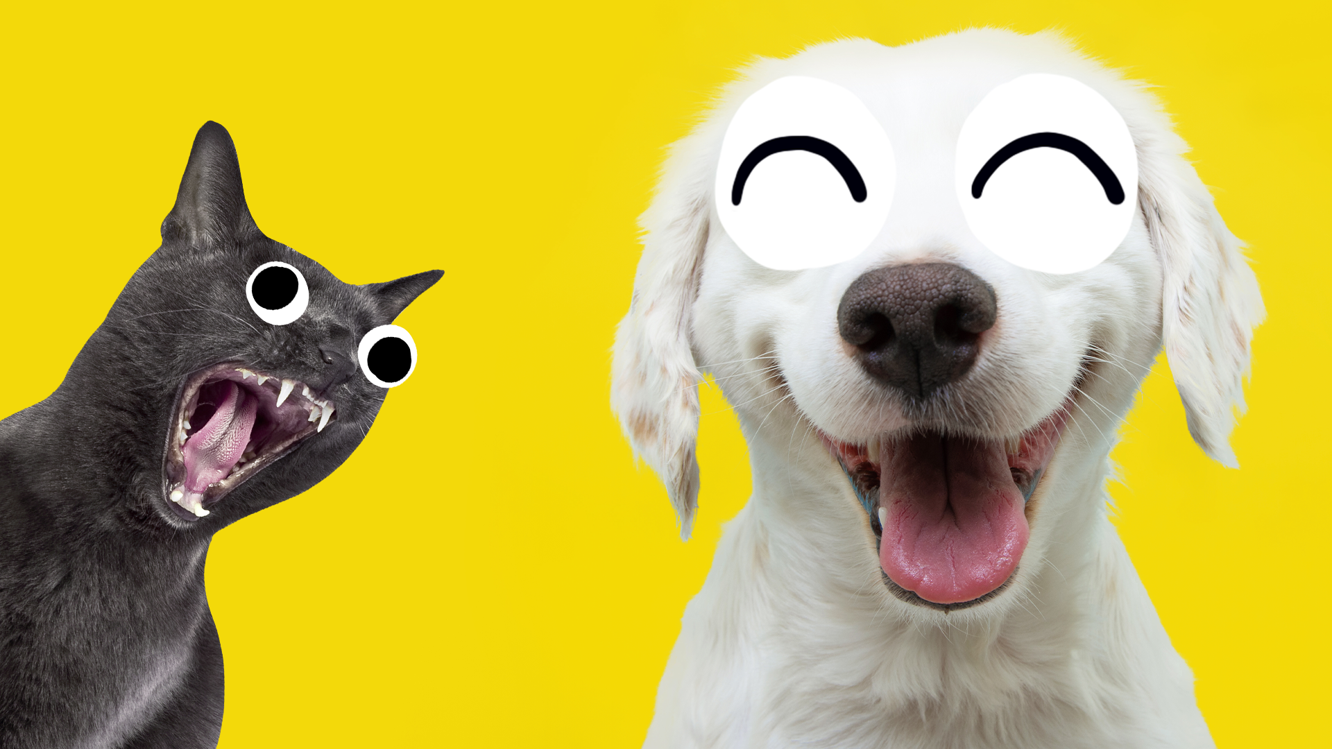 Happy dog and Beano cat on yellow background