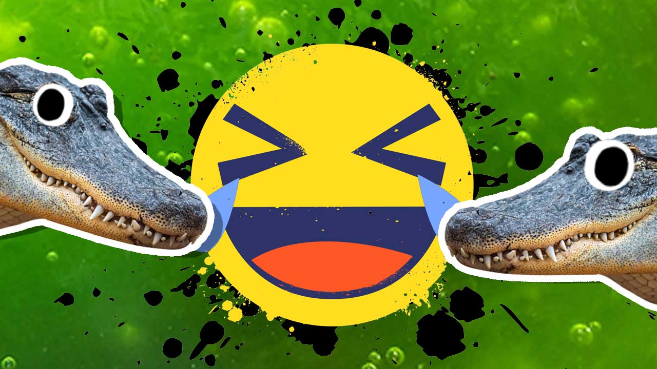 Alligator jokes