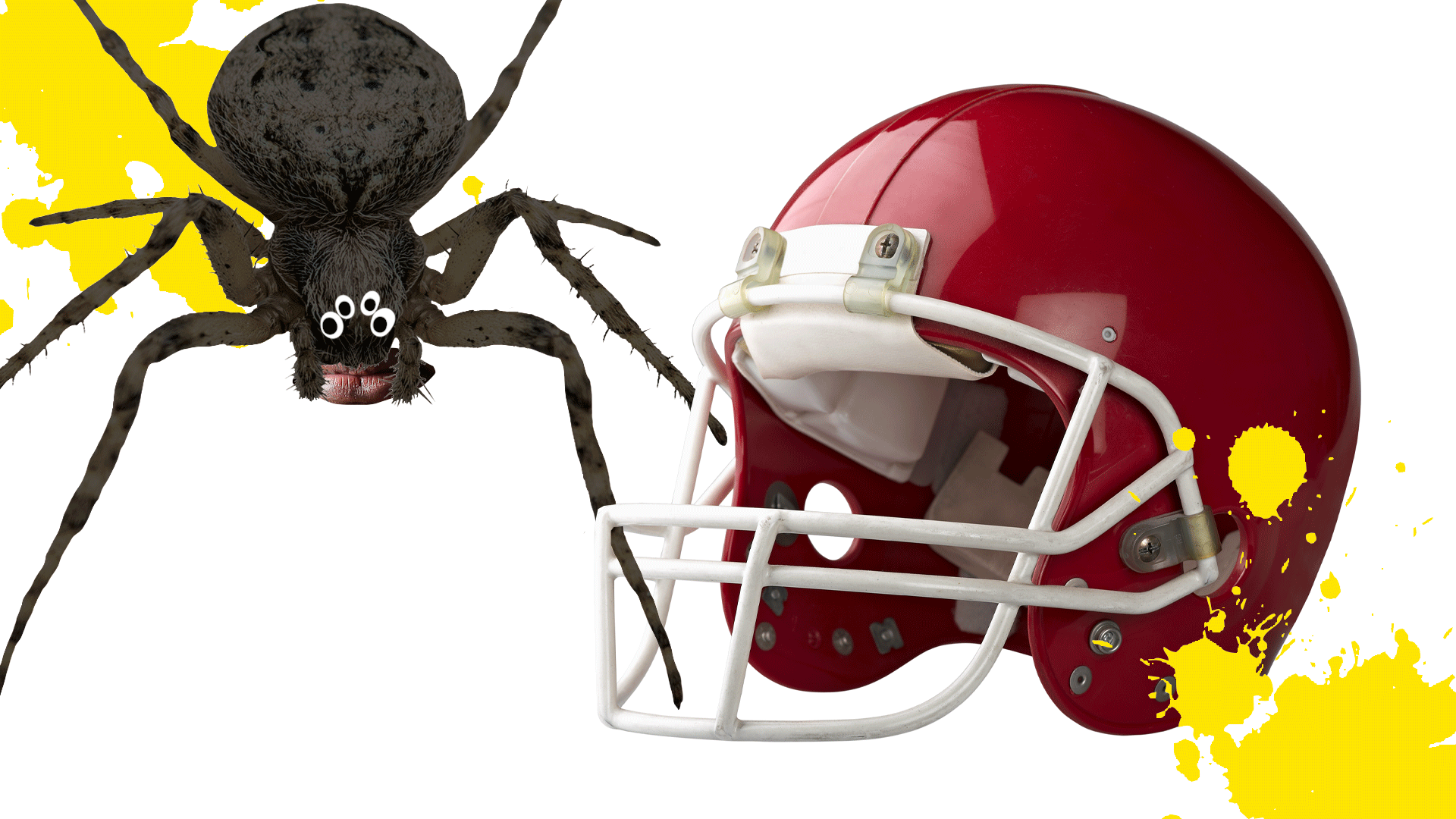 An American football helmet and a spider