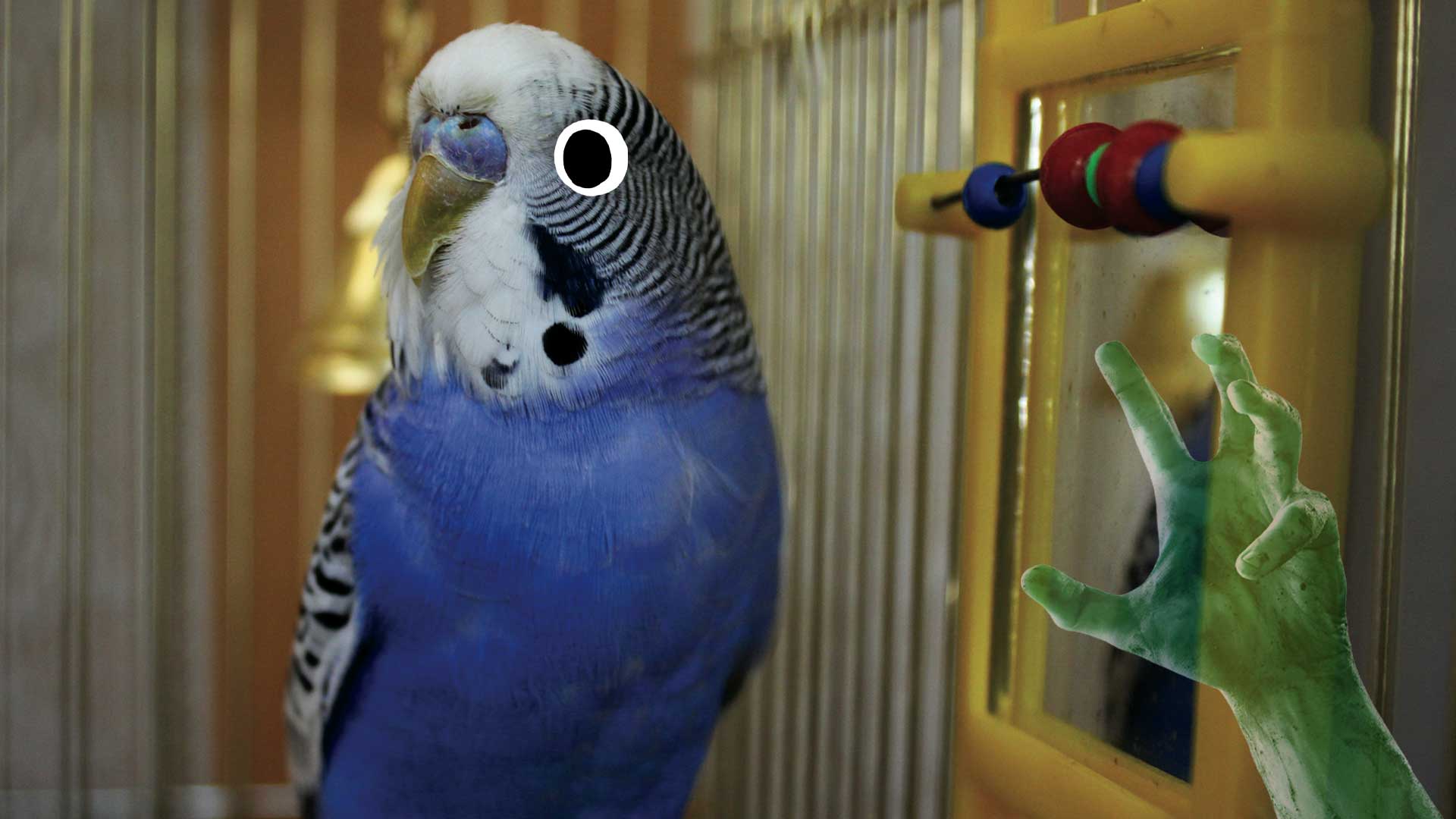 A budgie looking away from a mirror