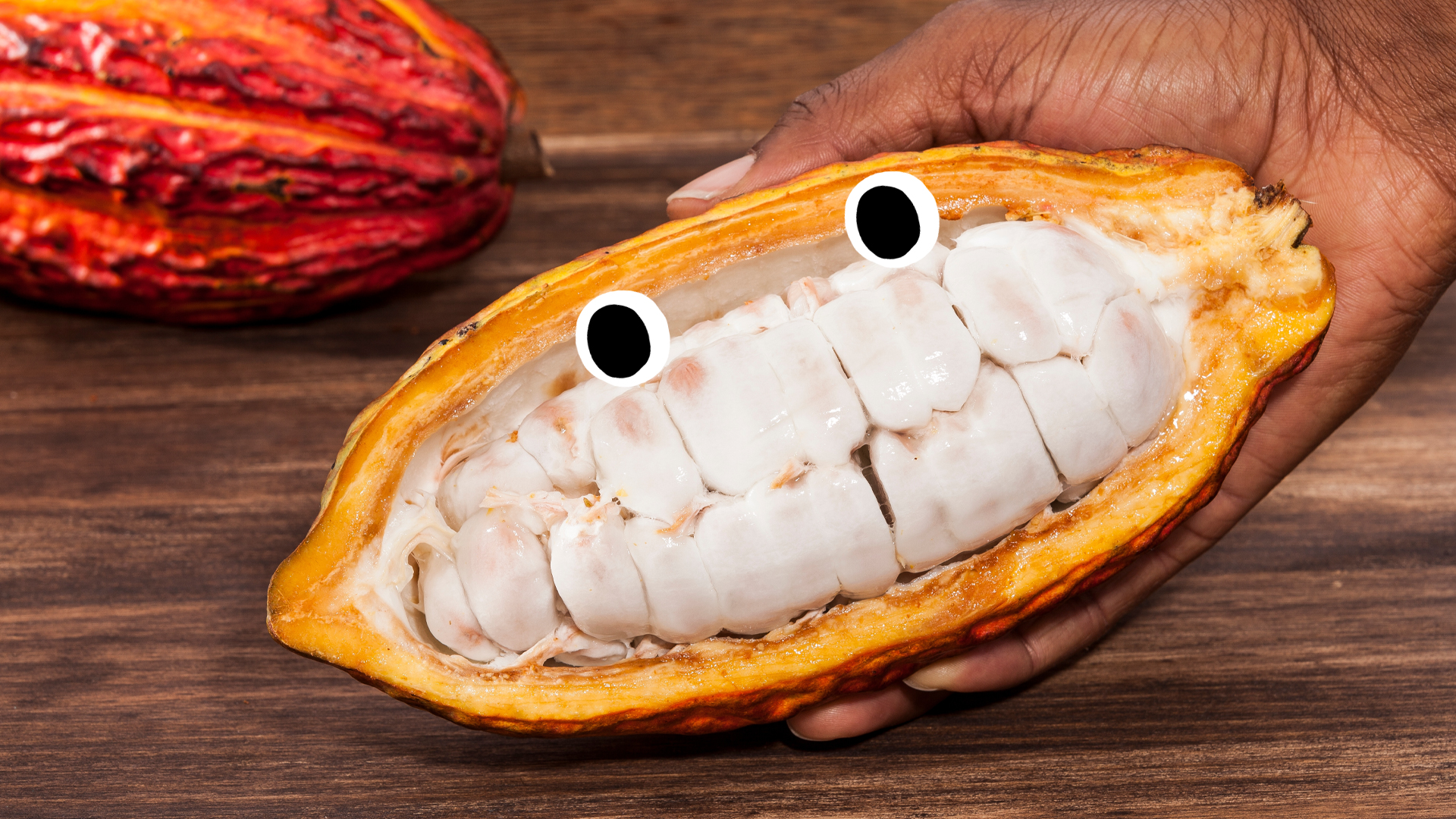 A cacao pod which will later be turned into chocolate