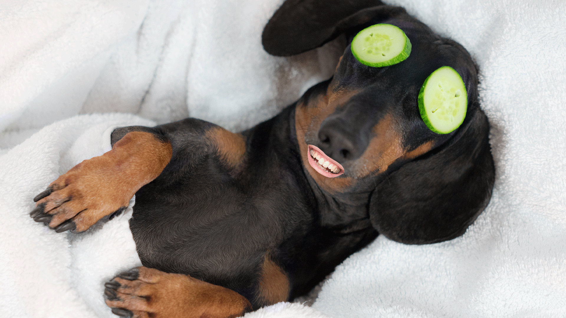 A dog relaxing with slices of cucumber on their eyes