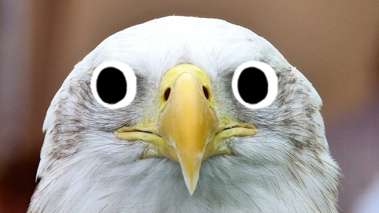 An eagle