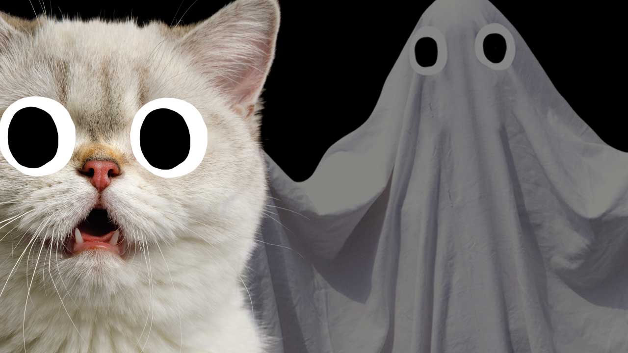 A cat and a ghost