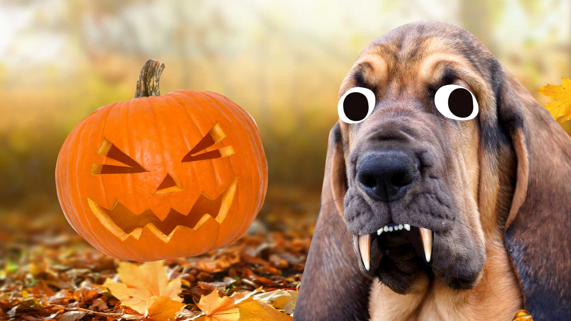 A pumpkin and a dog