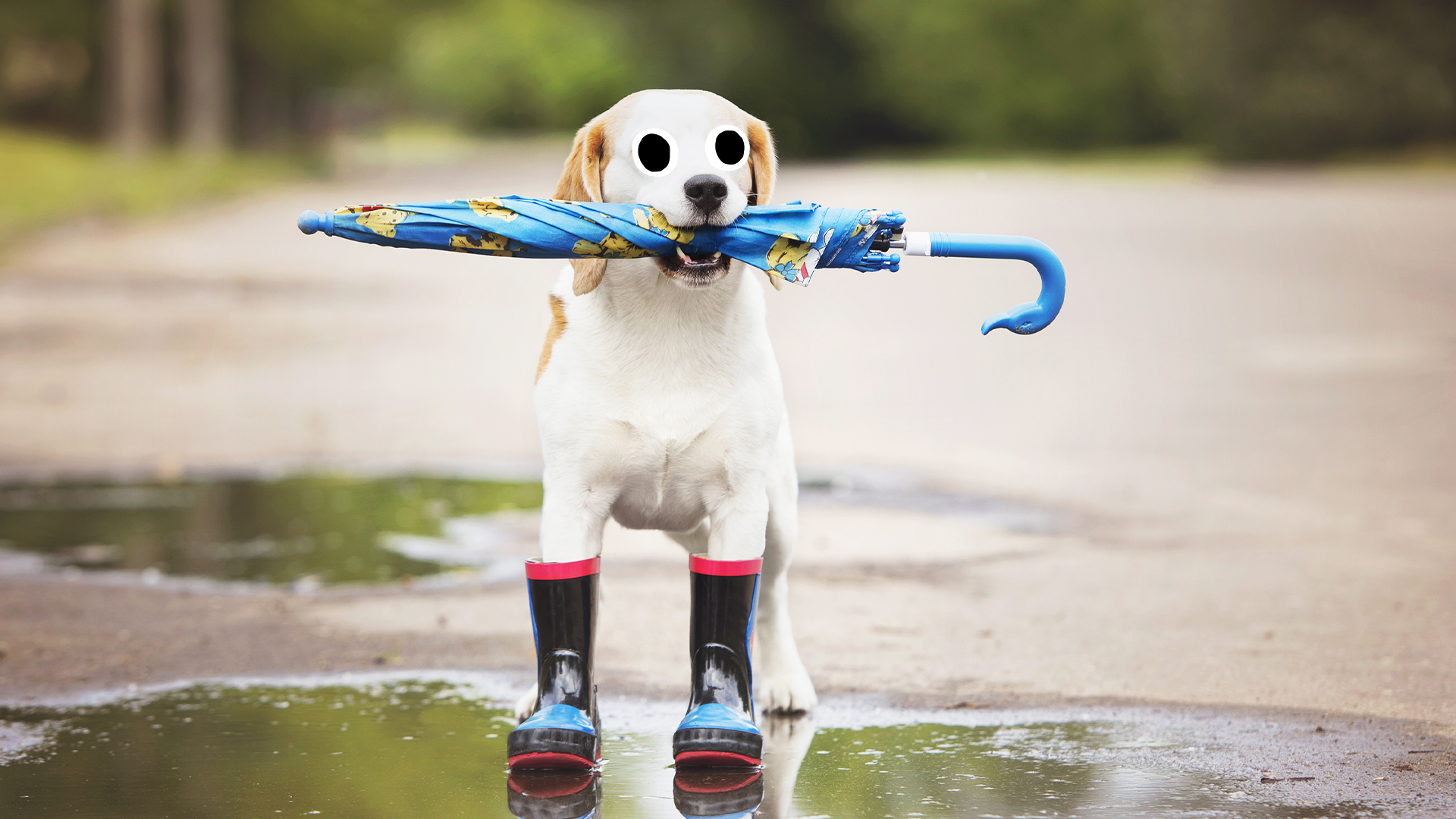 A dog in a puddle, wearing wellies and holding an umbrella