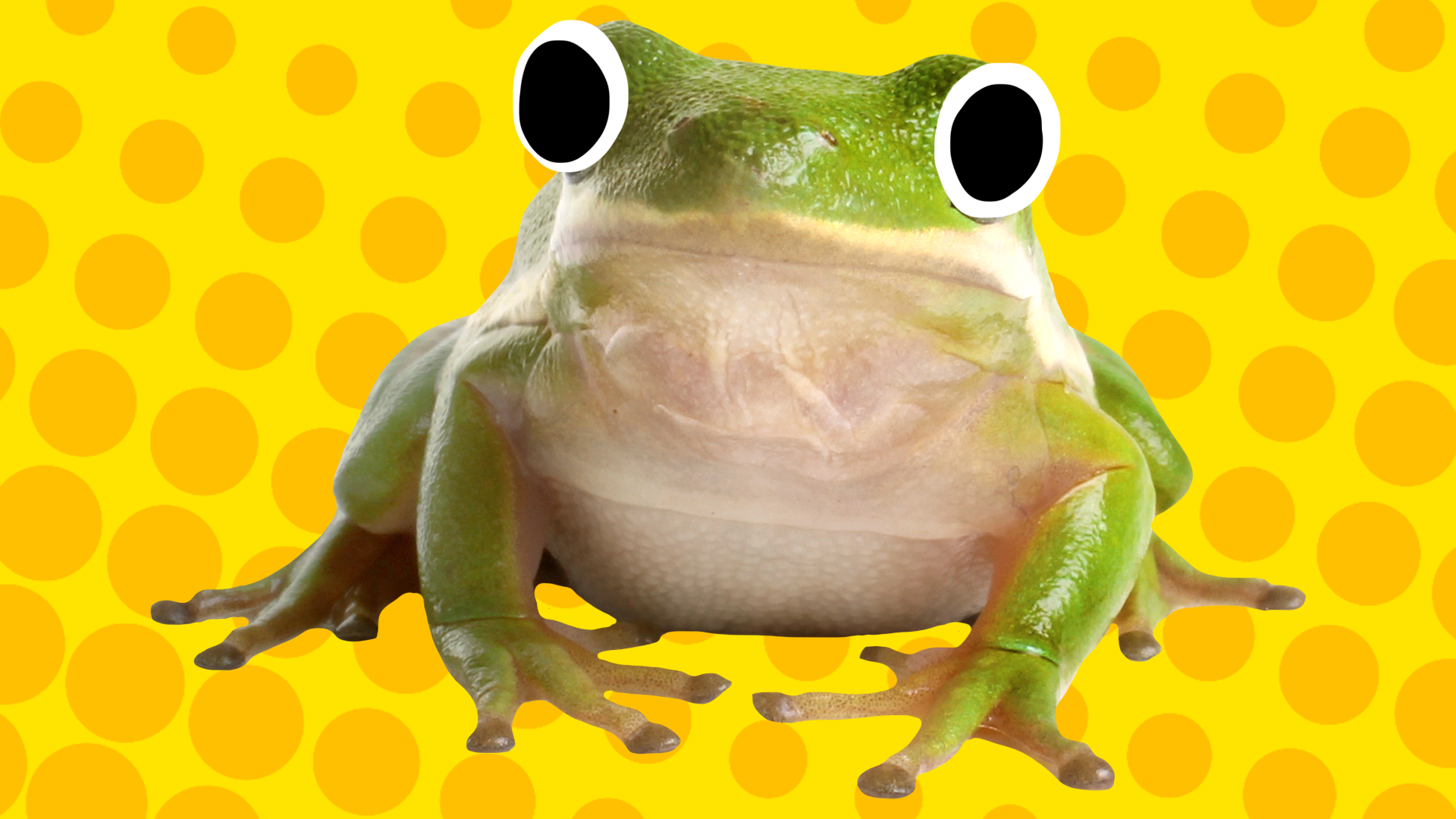 Beano frog on yellow background