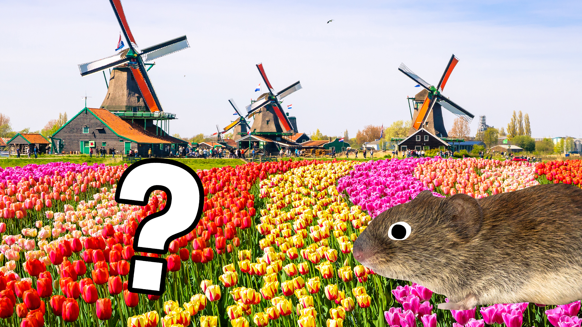 Windmills, tulips, mouse and question mark