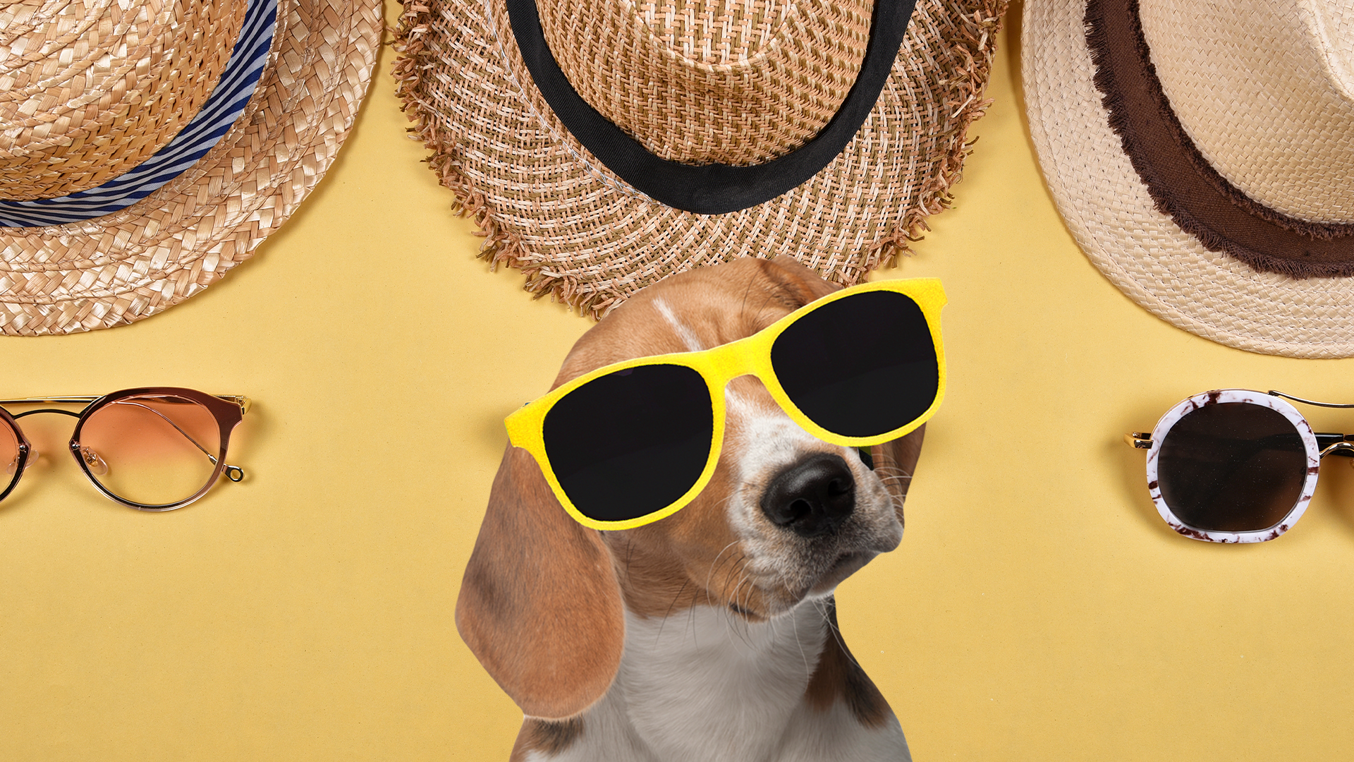 Dog in sunglasses with hats and sunglasses on yellow background