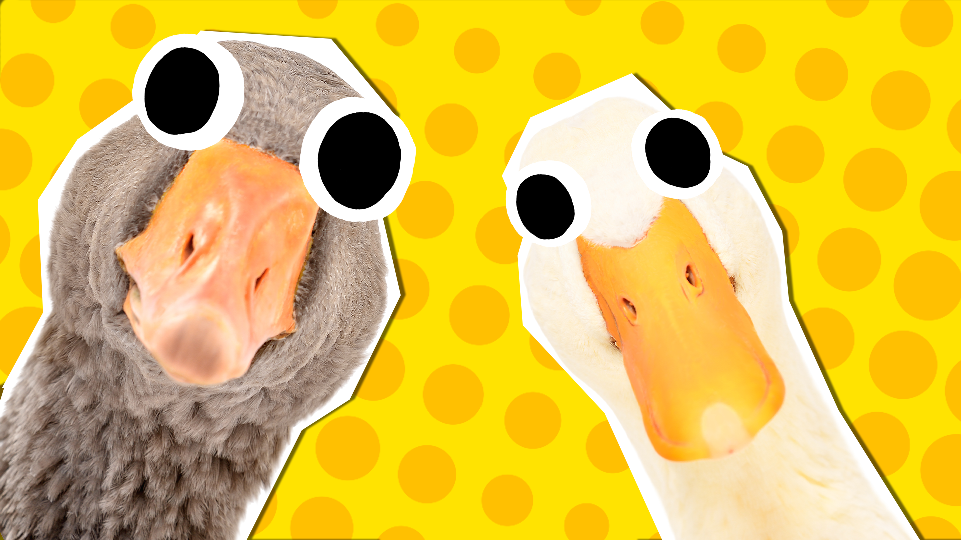 Duck and goose on yellow background 