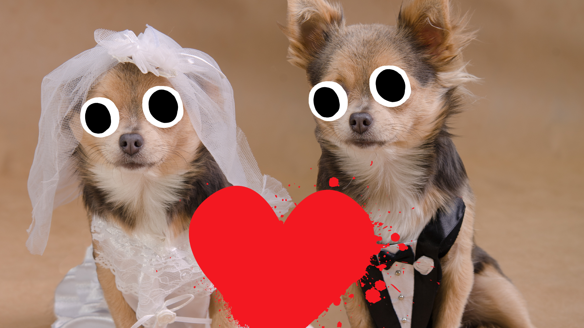 Two dogs getting married with Beano heart