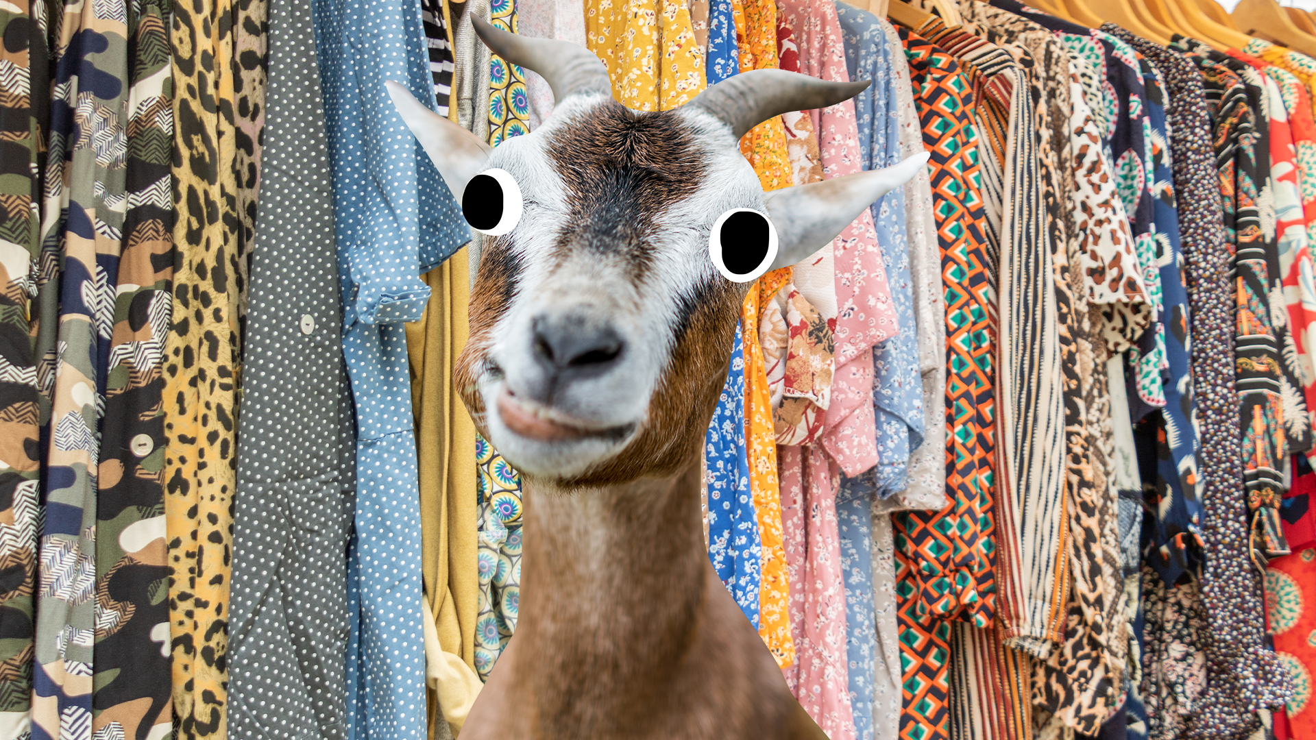 Beano goat on clothes rail background 