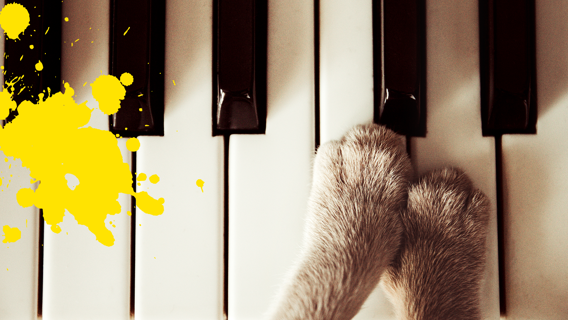 Cats paws on piano keys with yellow splat
