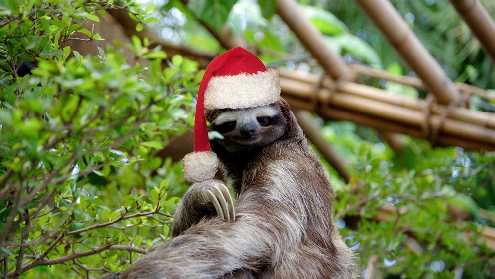 Christmas Sloth