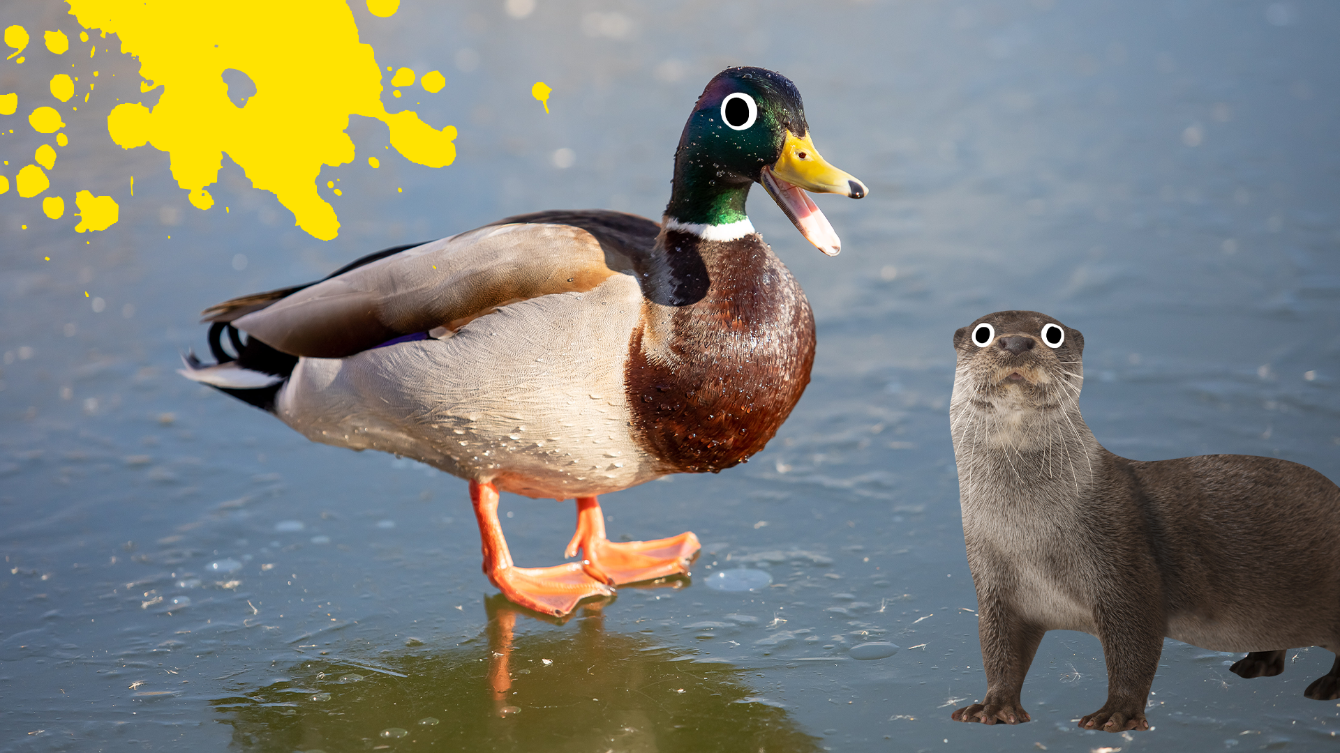 Duck on ice with  beano otter and yellow splat