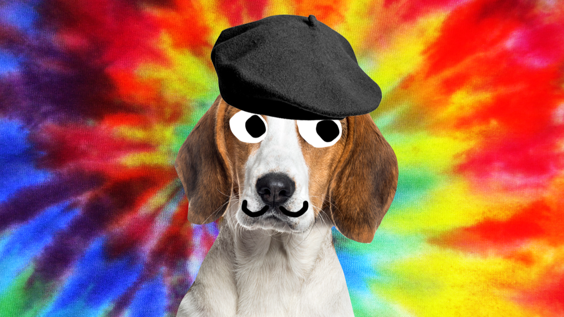 Artist dog on rainbow background 