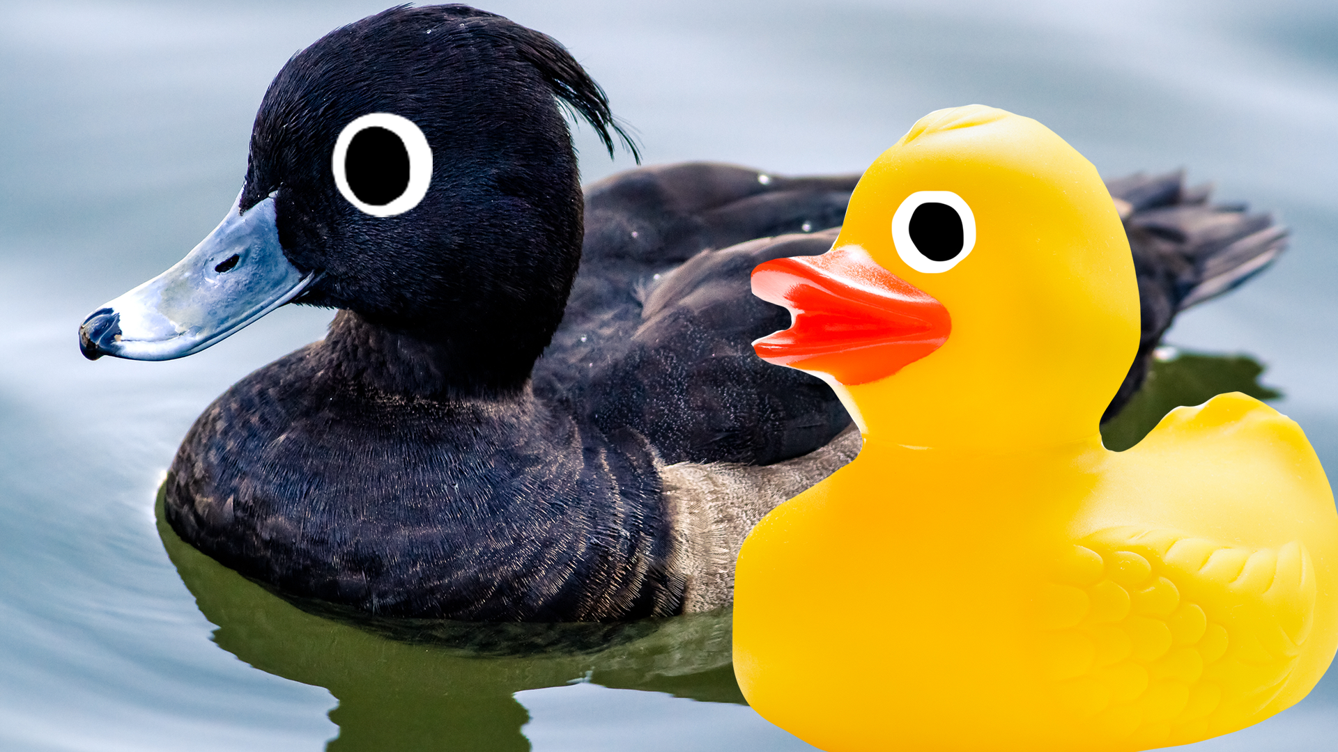Duck and rubber duck on water