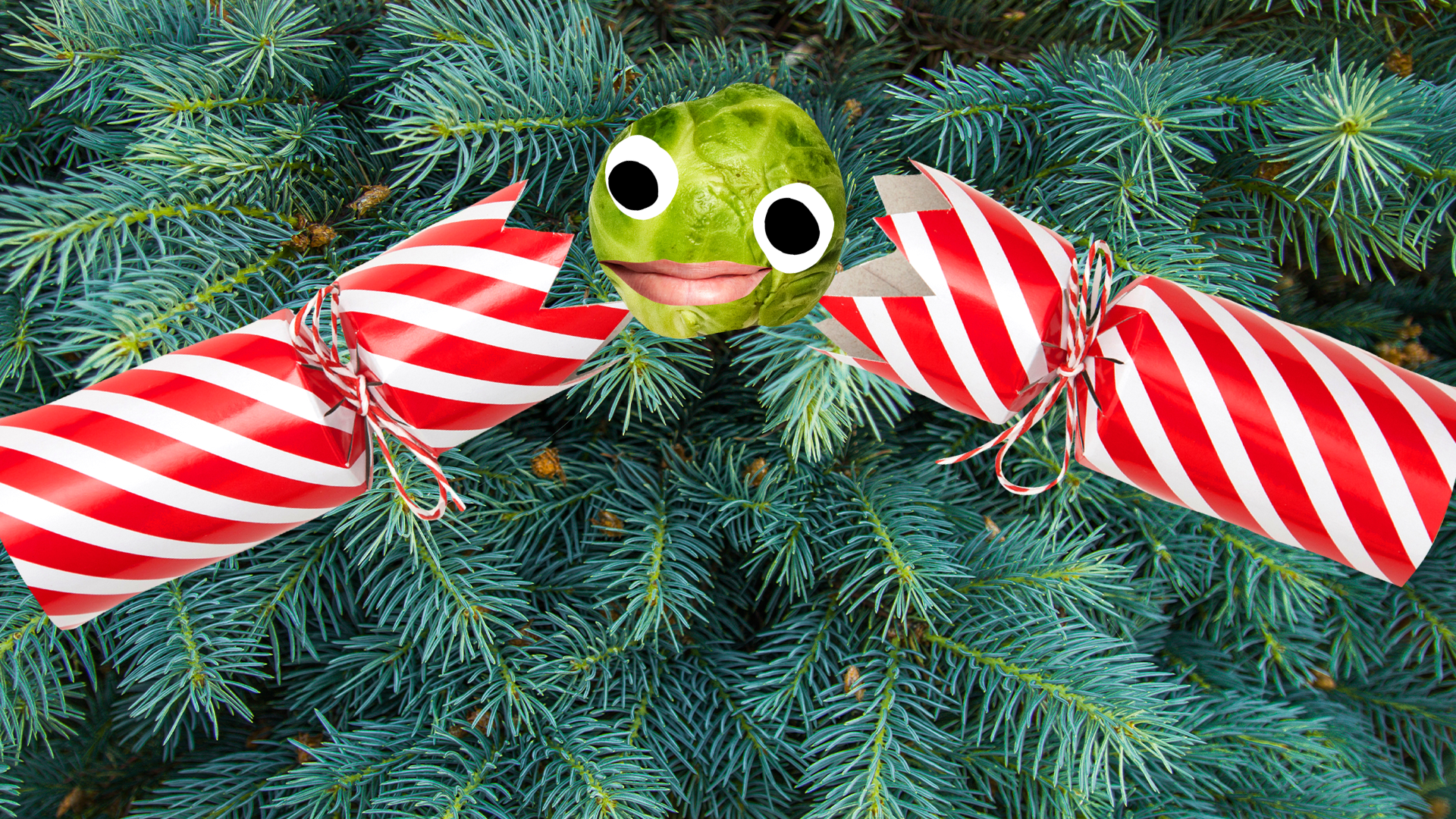 Christmas cracker and Beano sprout on tree background