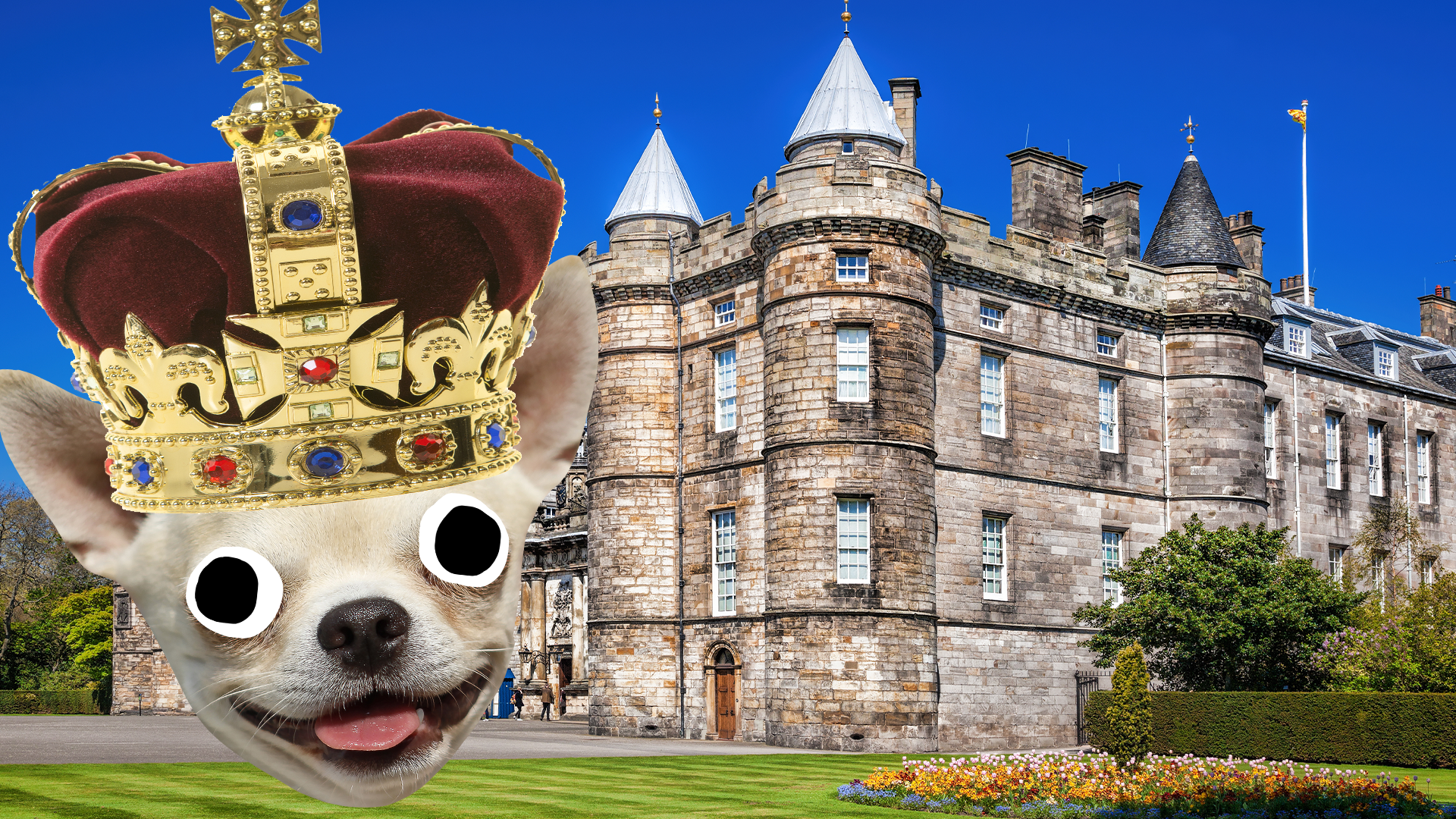 Hollyrood palace with derpy dog in crown