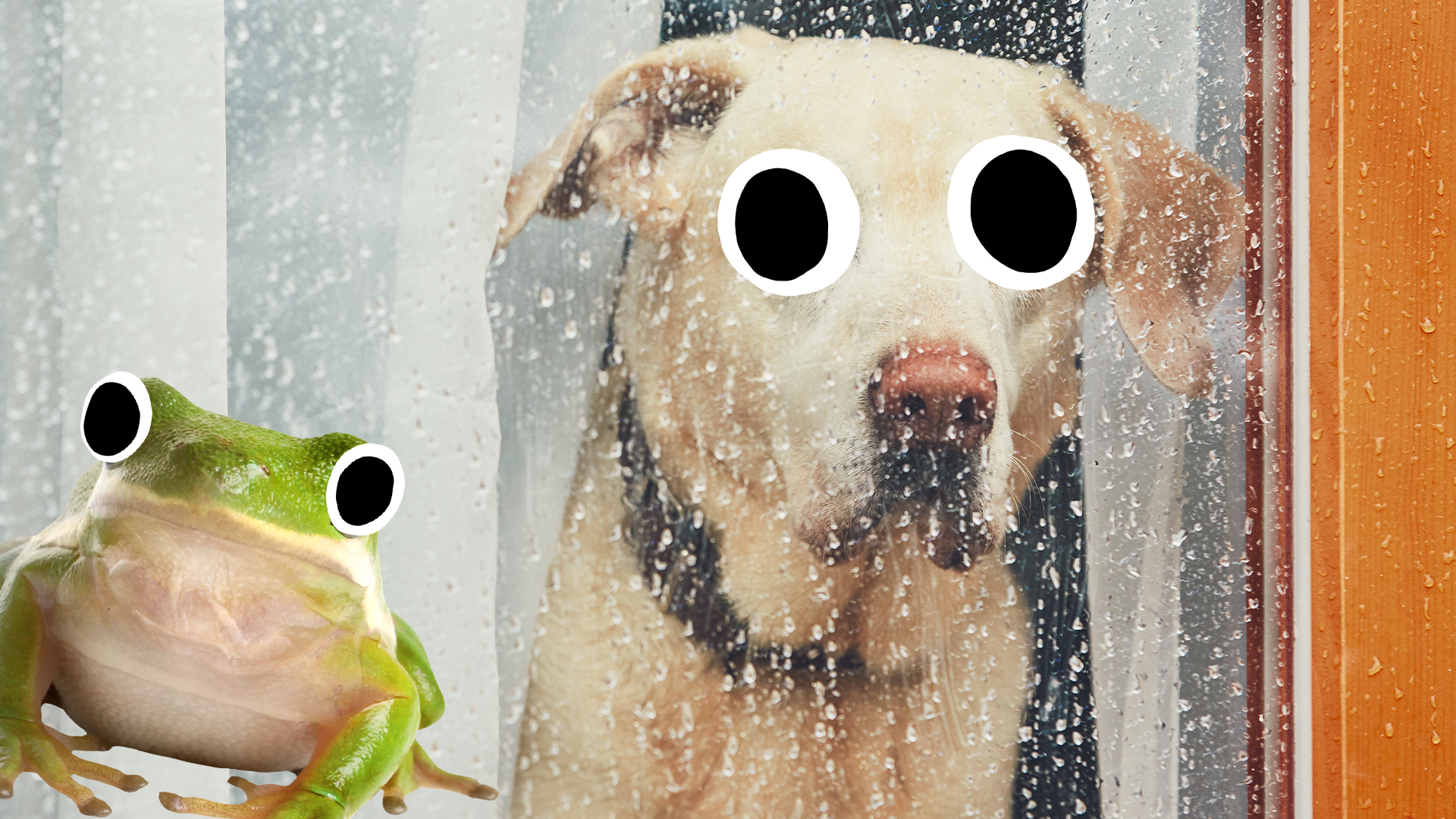 Dog looking out of rainy window with Beano frog 
